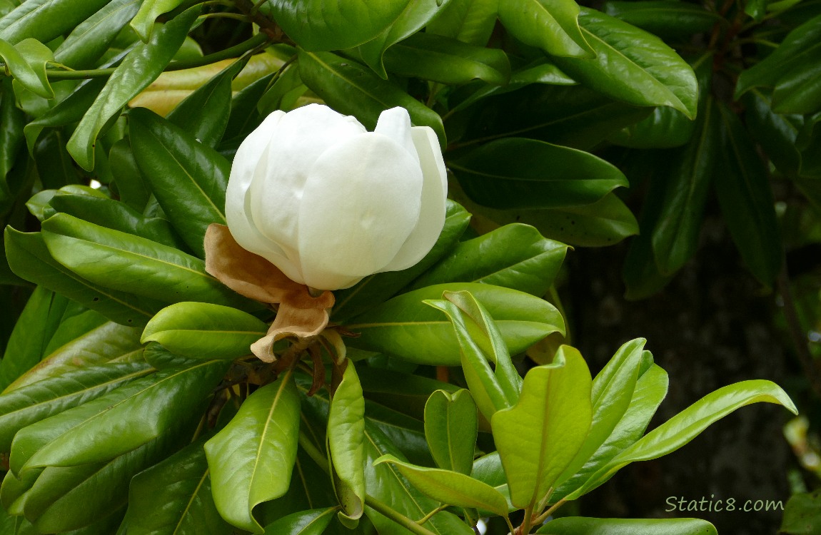 White Southern Magnolia bloom surrounded by green leaves