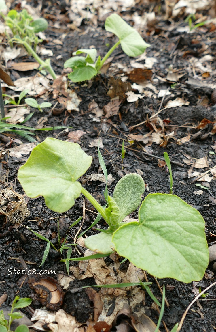 Squash seedlings growing in the ground