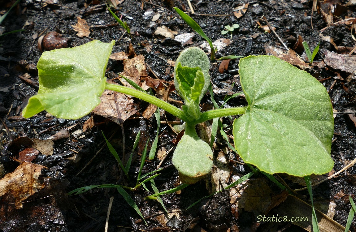 small squash plant growing in the dirt