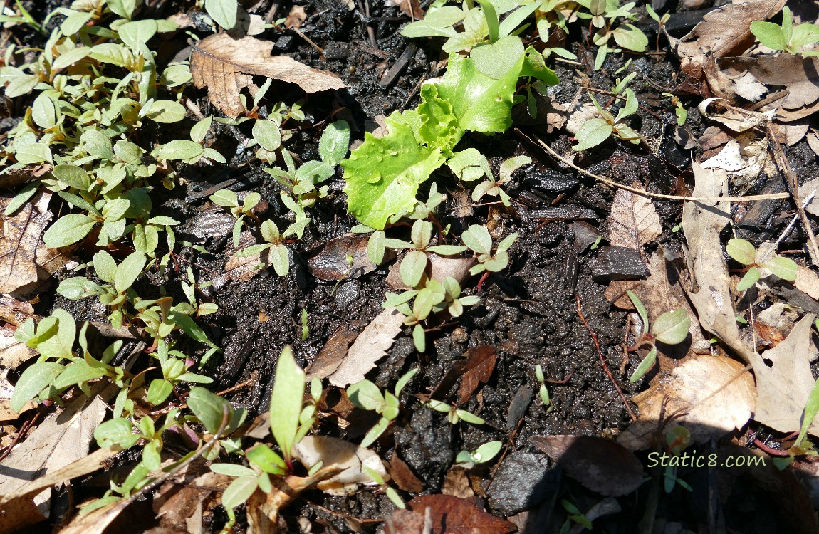lettuce
