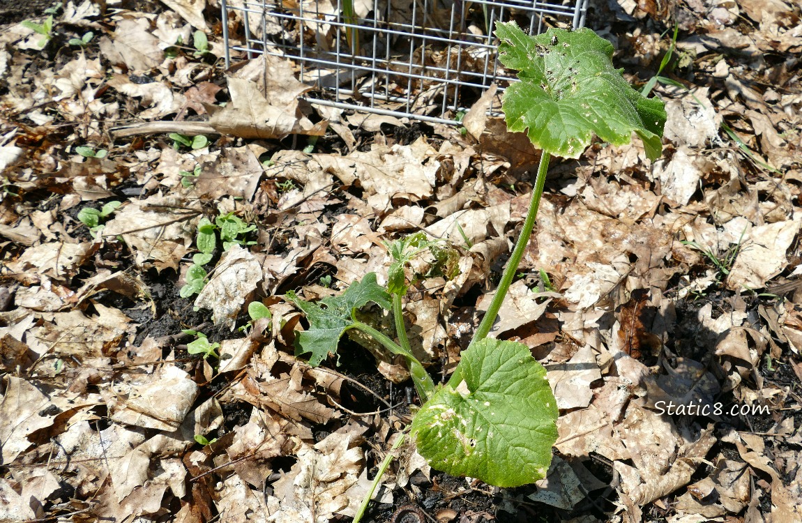 Squash plant
