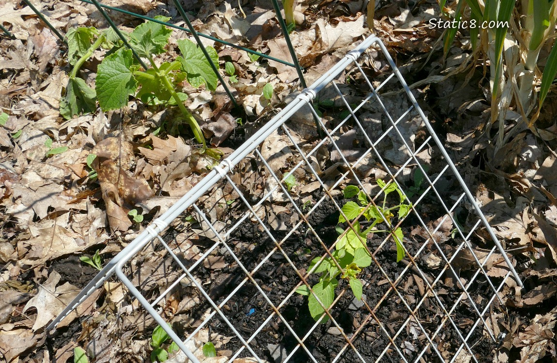 Tomatillos under a wire grid