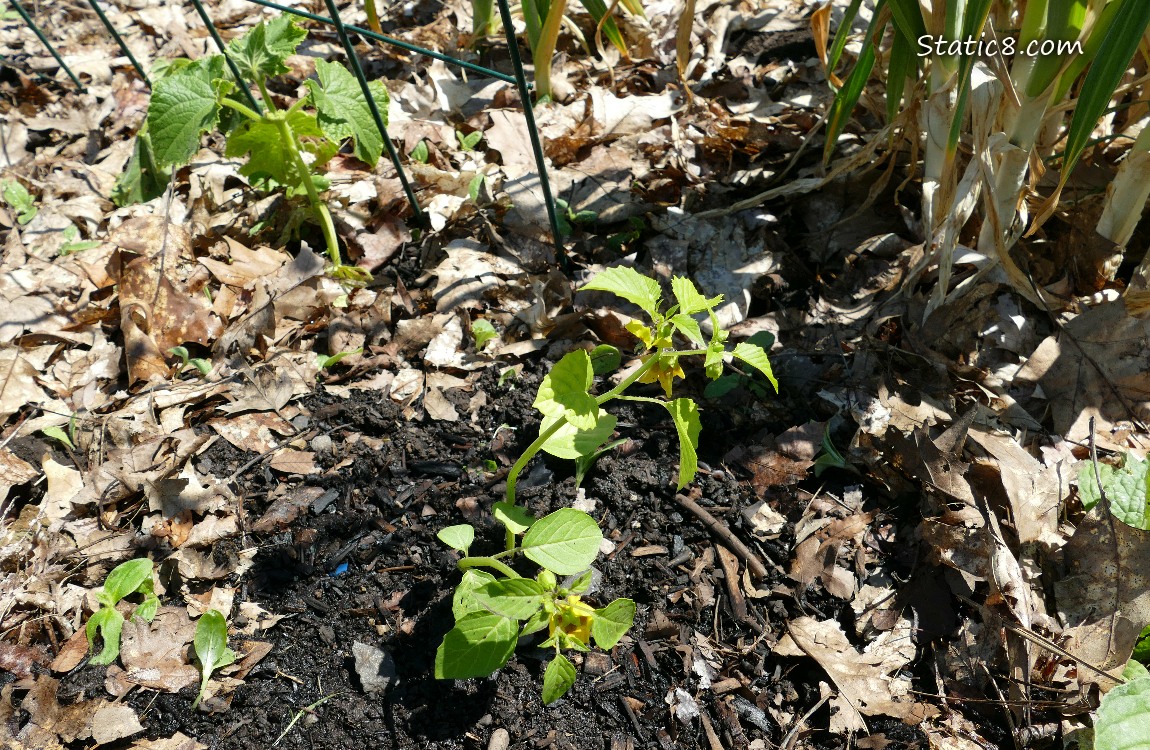 Tomatillos
