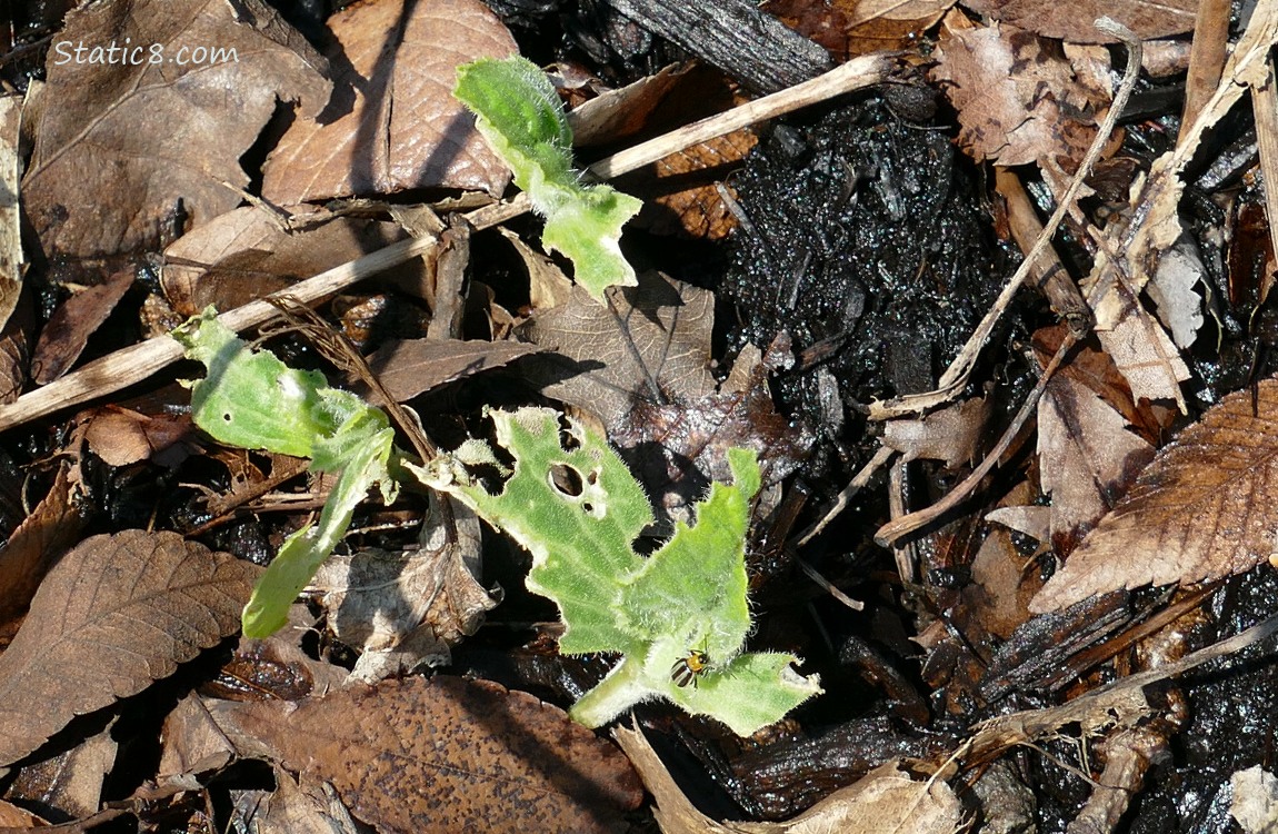 Squash seedlings with a Striped Cucumber Beetle