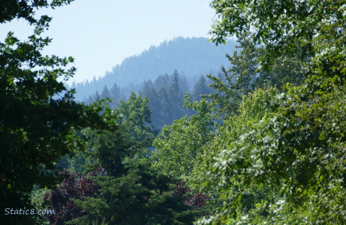 trees on the hill