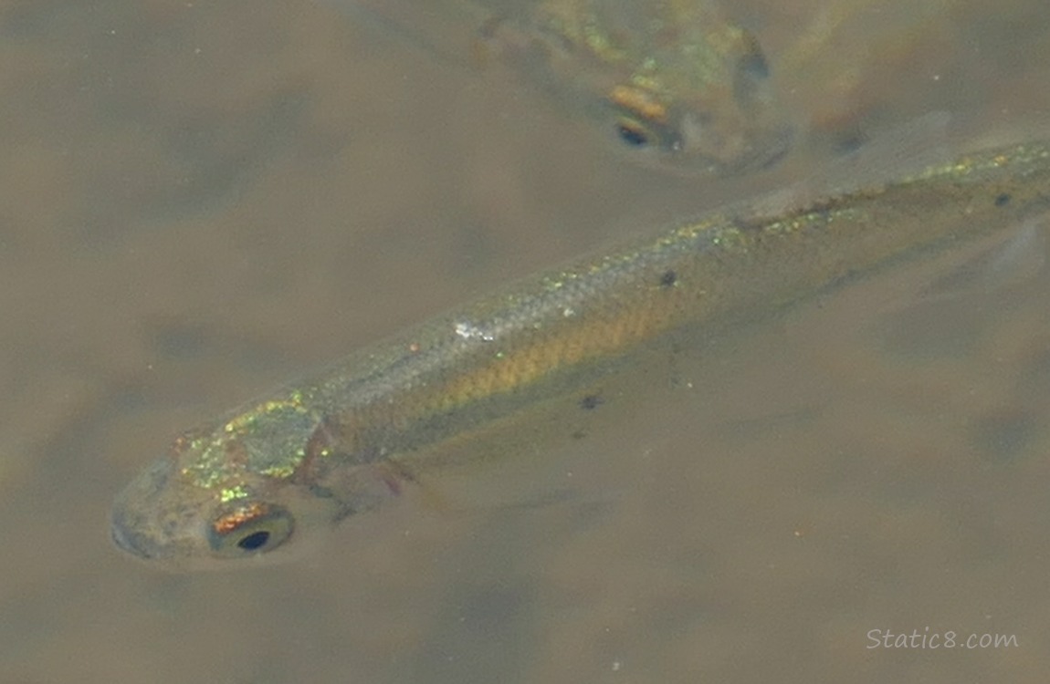 Minnows swimming in the water