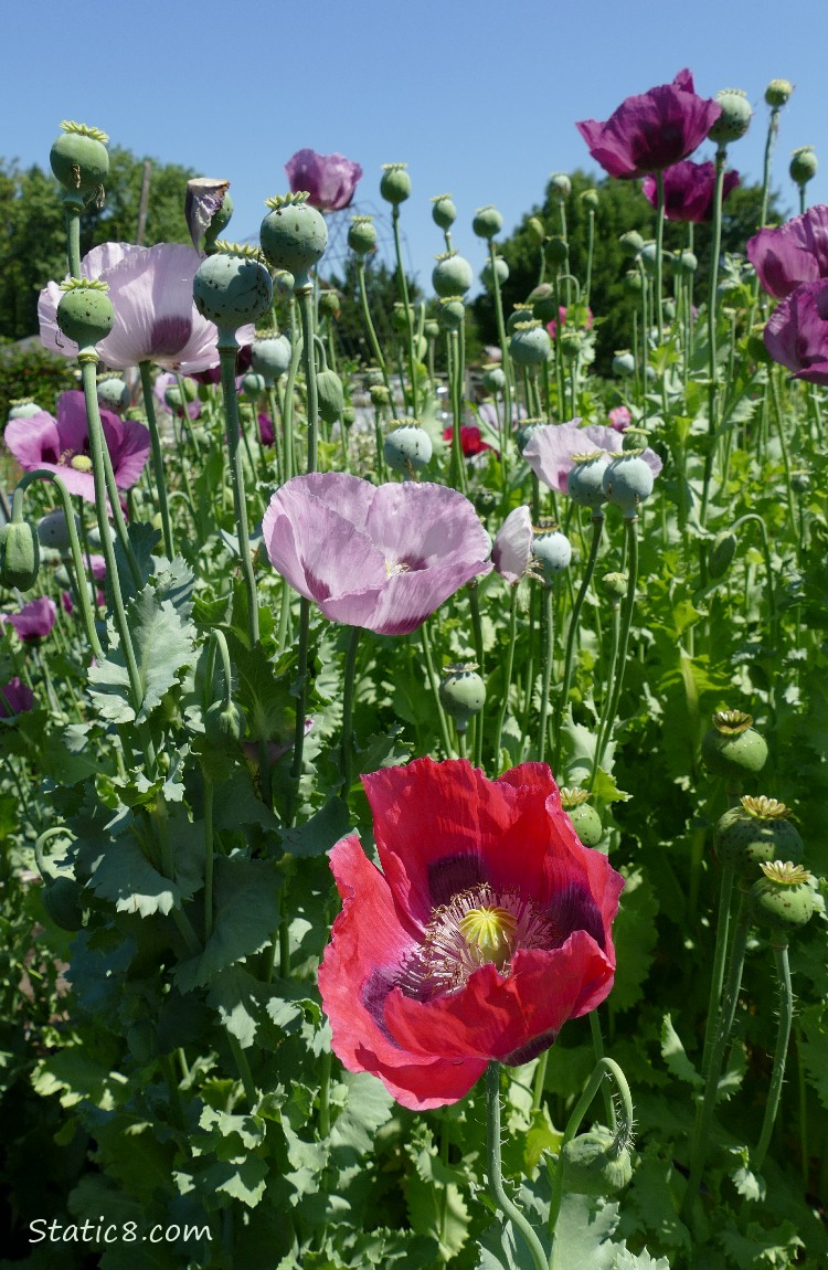 Poppy blooms and the blue sky