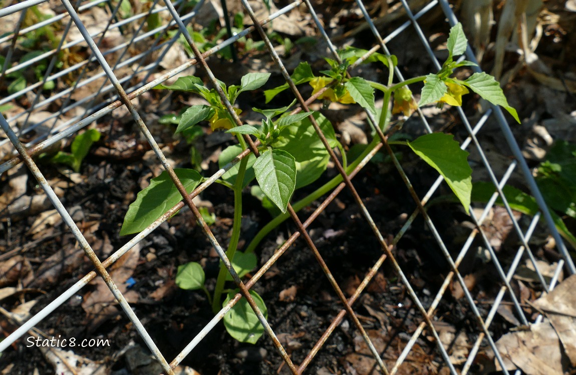 Tomatillos growing thru a metal grid