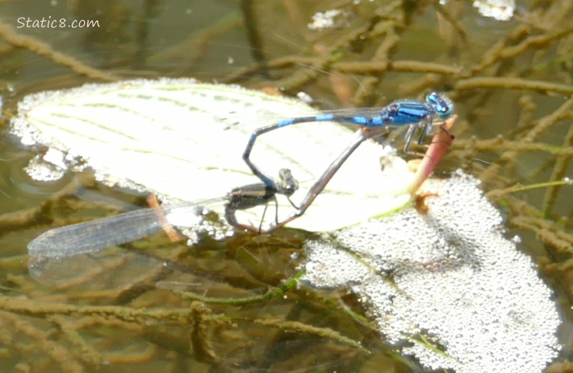 Mating Tule Bulets