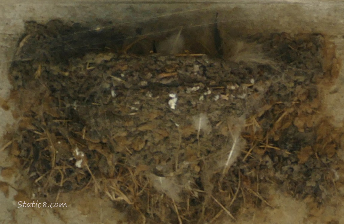 Empty Barn Swallow nest