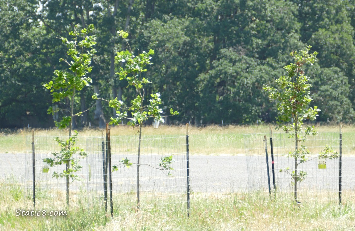Oak Tree Saplings