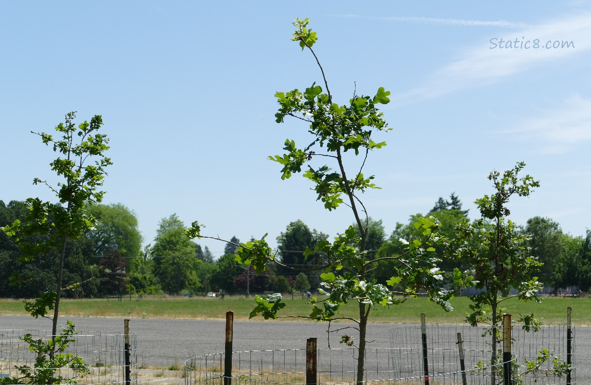Oak Tree Saplings