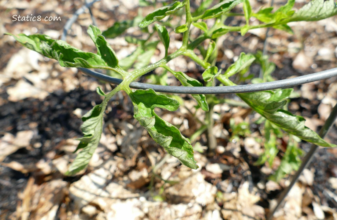 Tomato leaves which are curled up