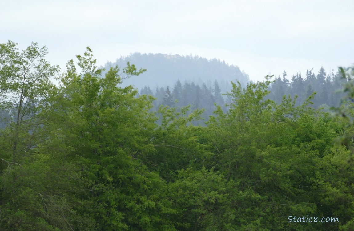 Trees on the hill