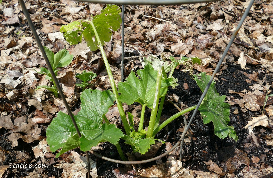 Squash plant growing