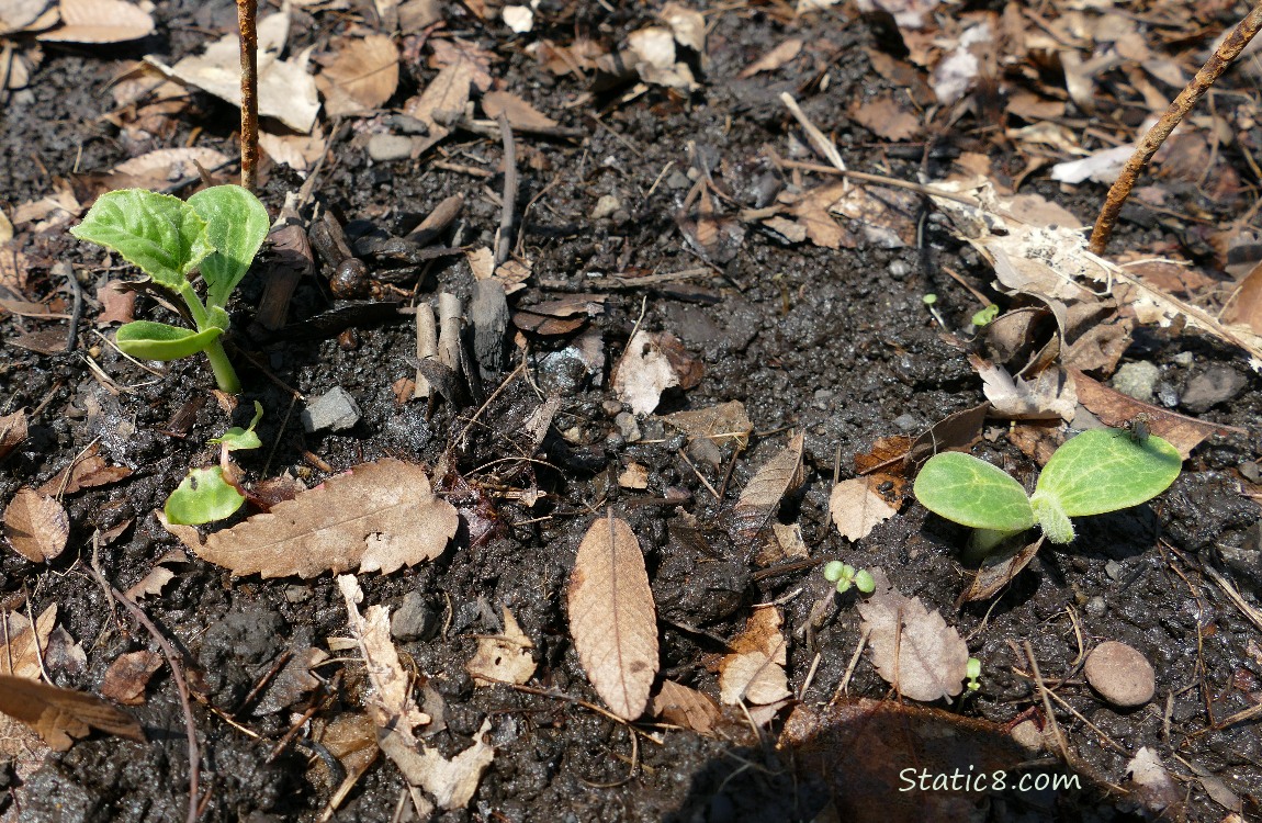 Squash seedlings growing in the ground