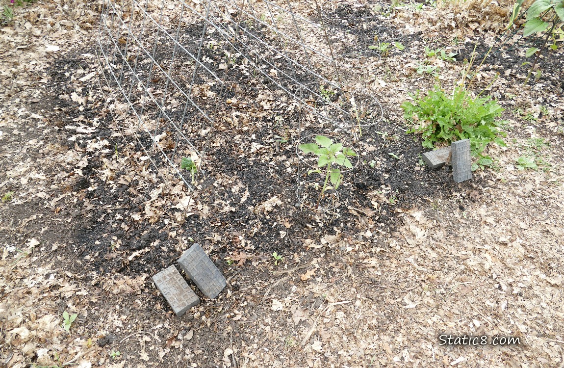 Big Trellis in the garden