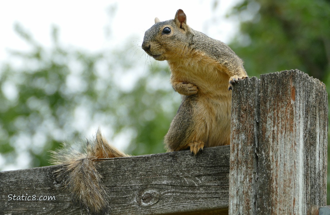 Squirrel standing on a wood fence