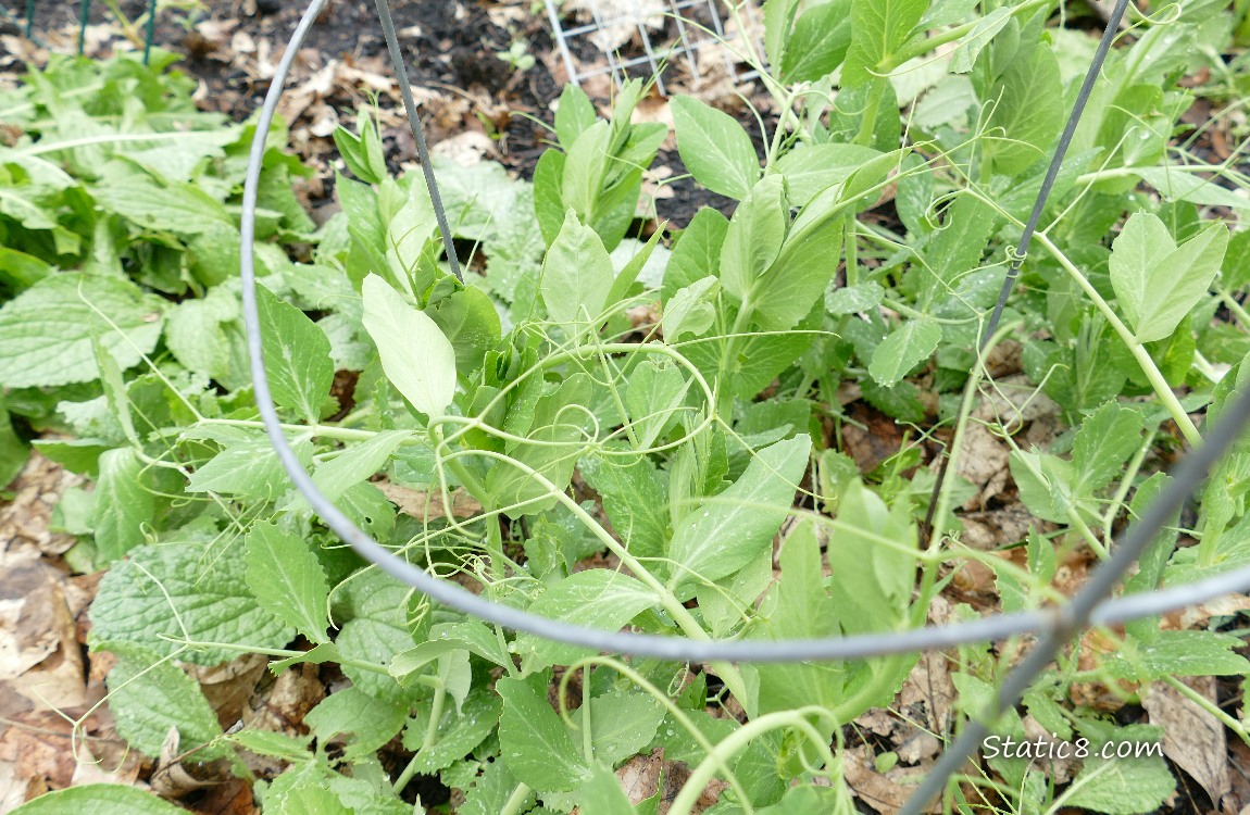 Snap Pea plants