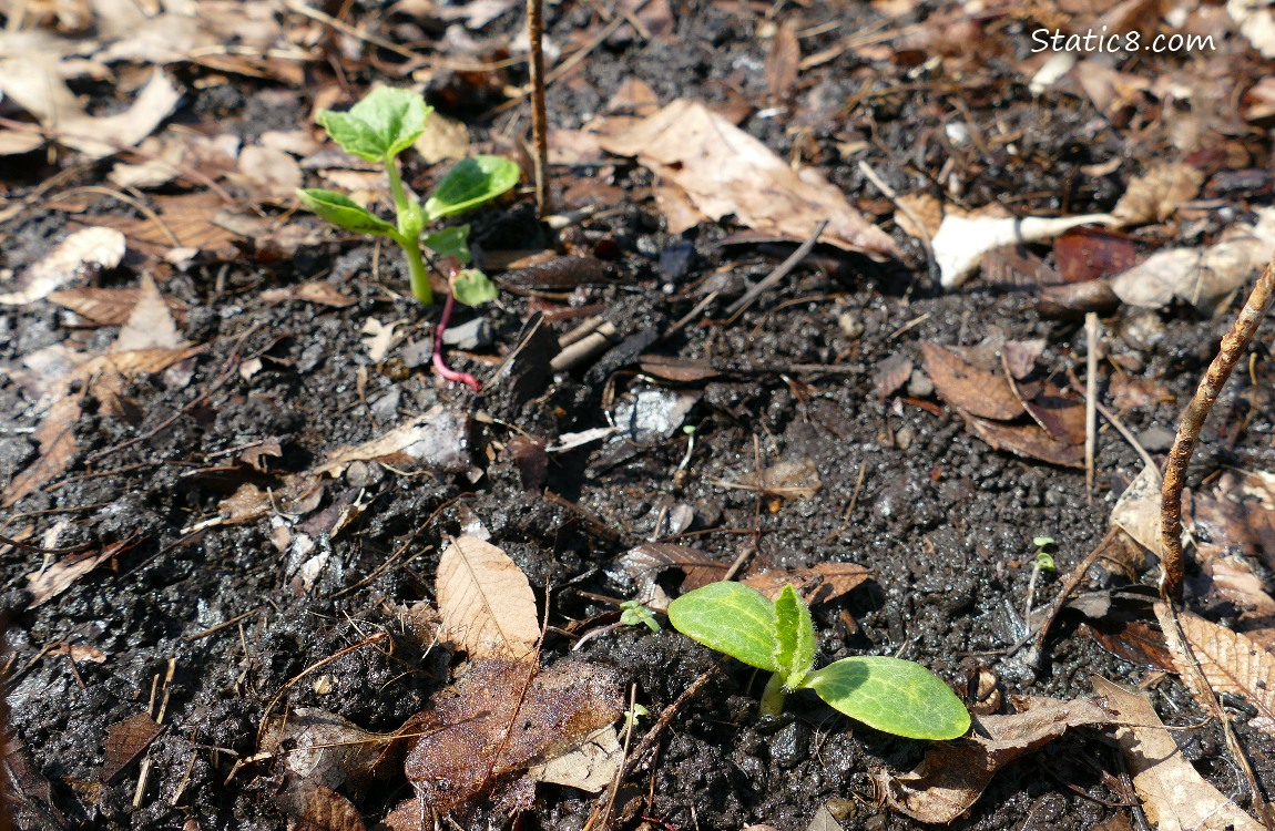 Squash seedlings growing in the ground