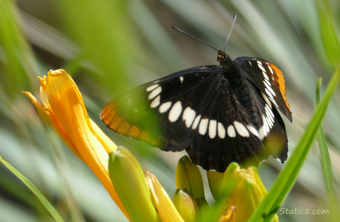 Lorquin Admiral butterfly surrounded by plants