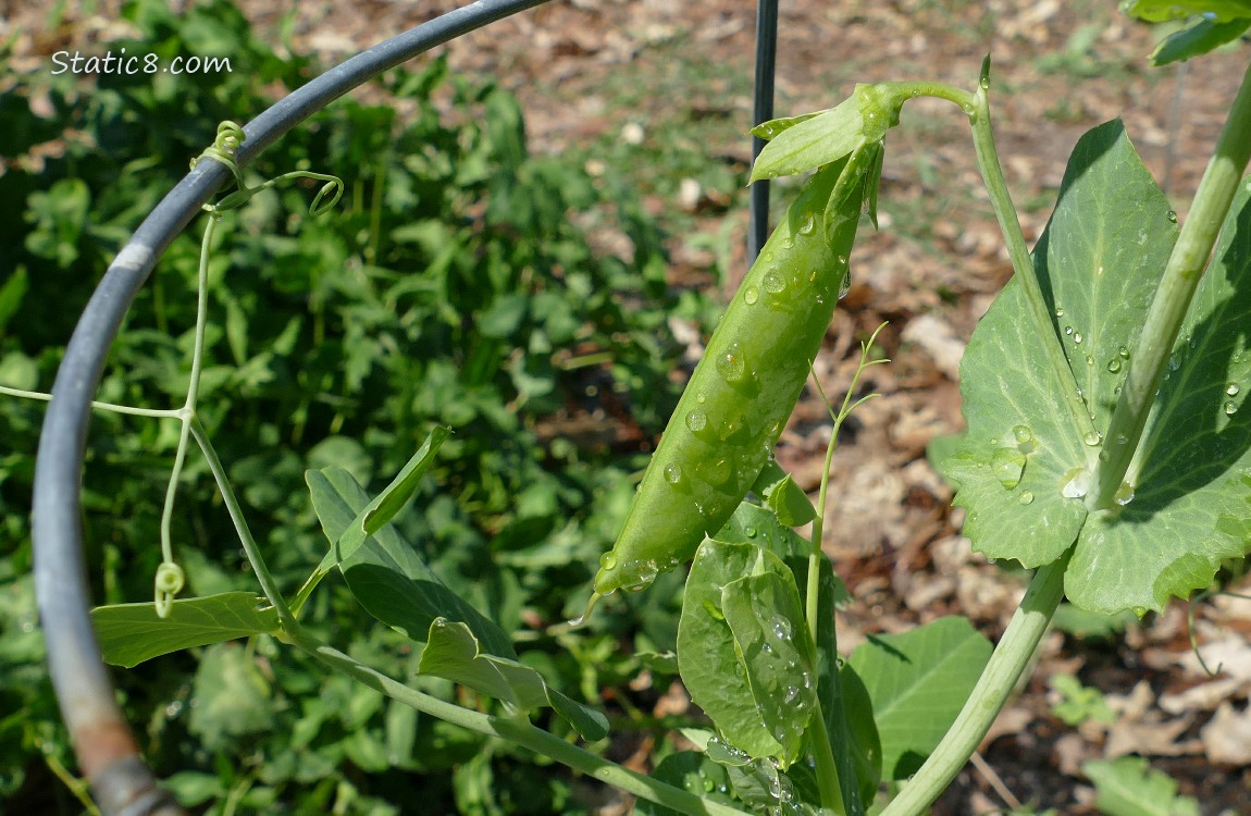 Snap Pea pod growing on the vine