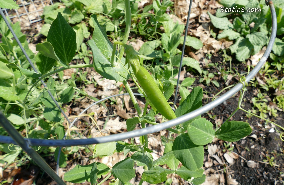 Pea pod hanging from the plant