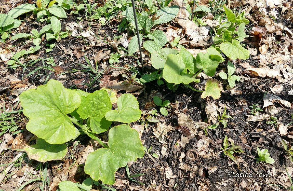 Squash plants