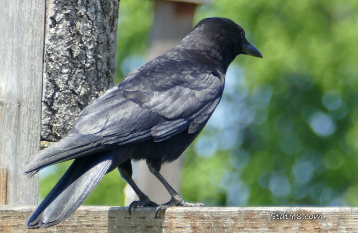 Crow standing on a wood fence, looking away