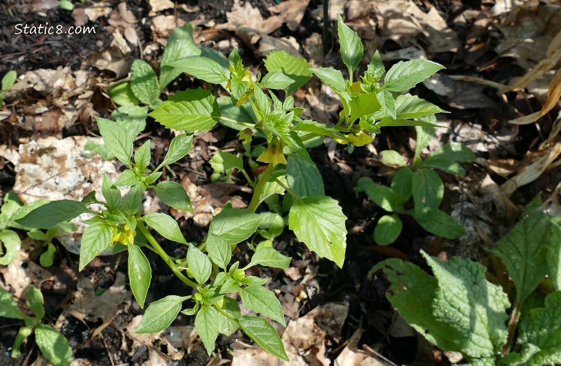 Tomatillos