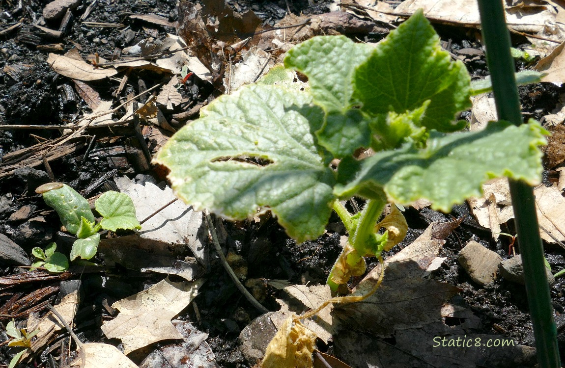 small cucumber plants growing in the ground