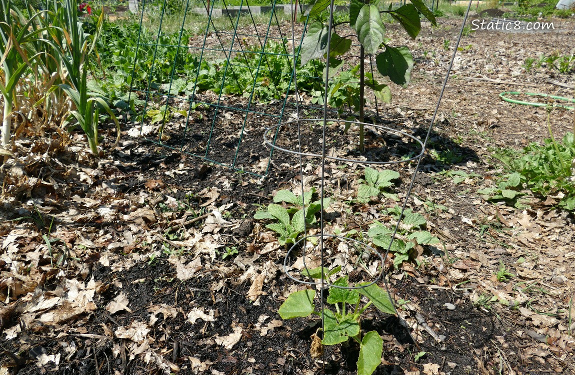 garden plot