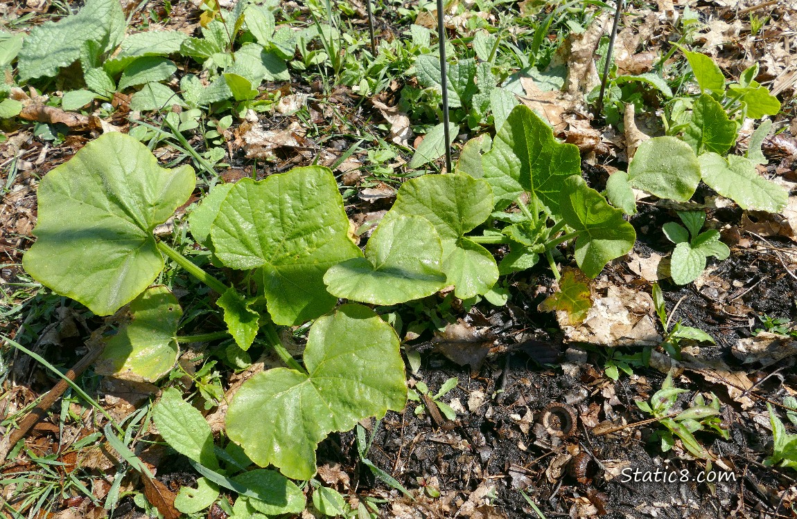 Small squash plants growing in the ground