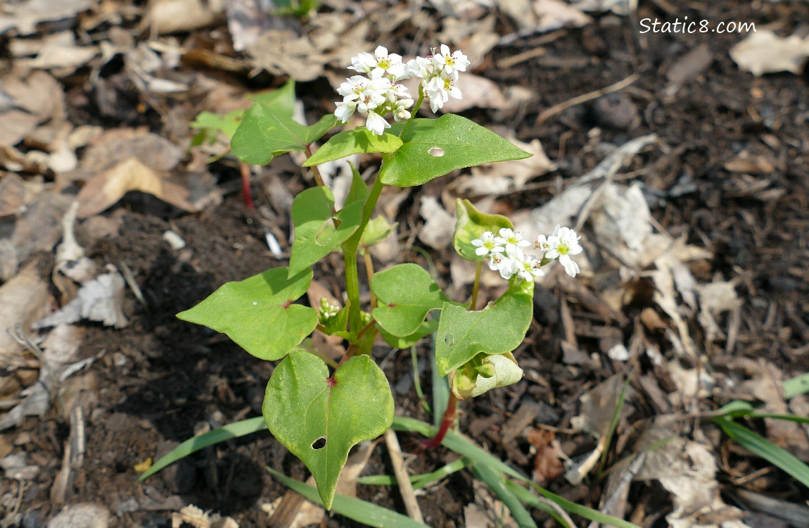 Buckwheat plant with blooms
