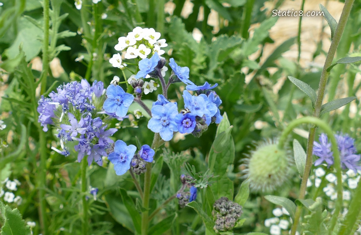 Wildflowers