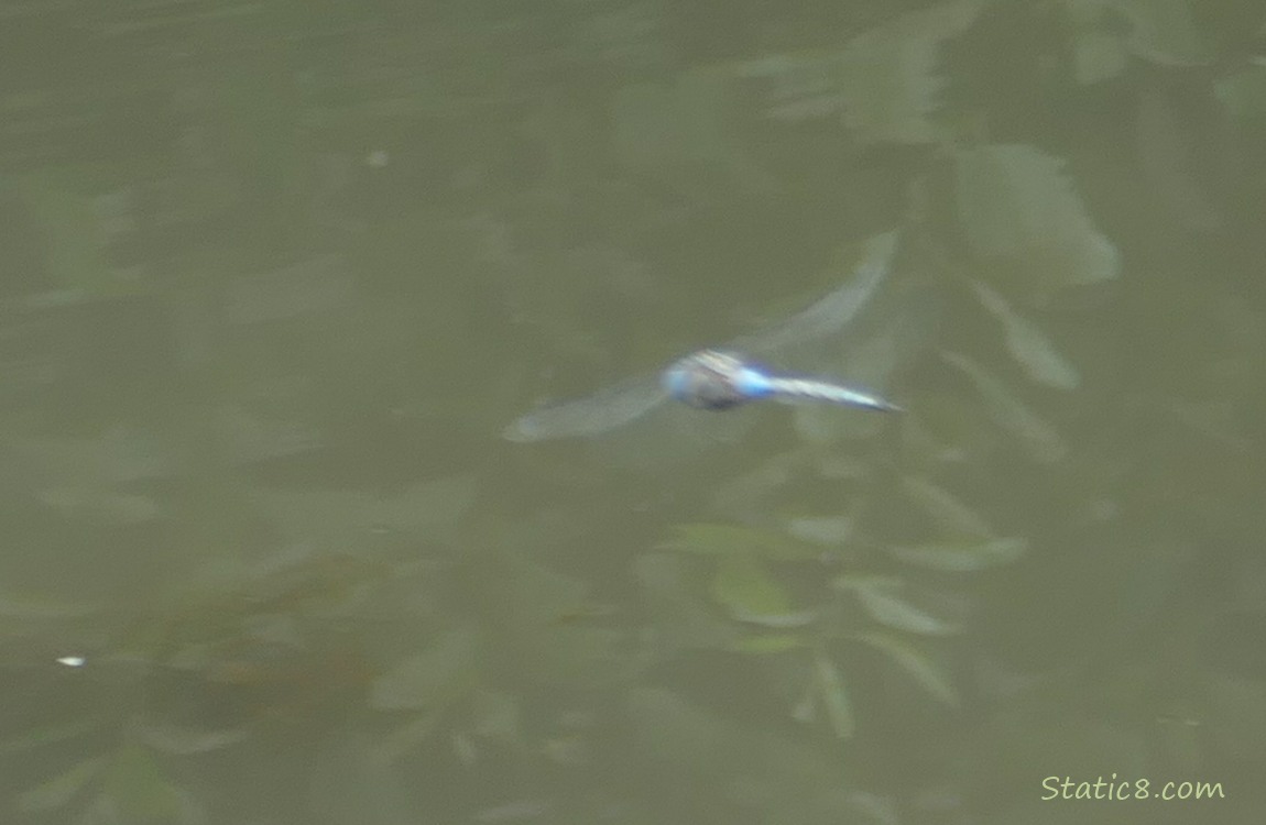 dragonfly flying