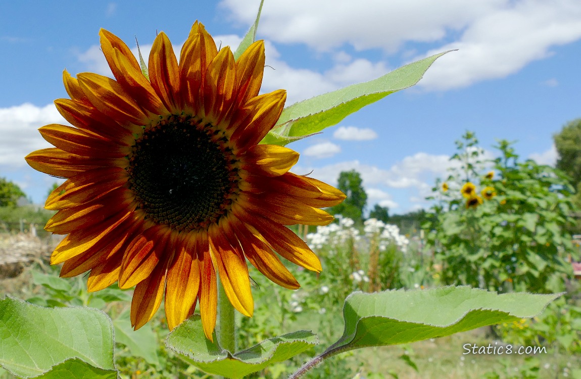 Sunflower bloom