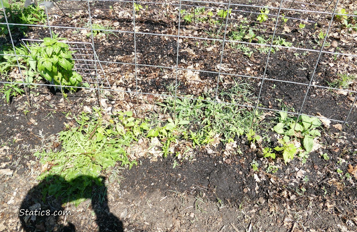 trellis