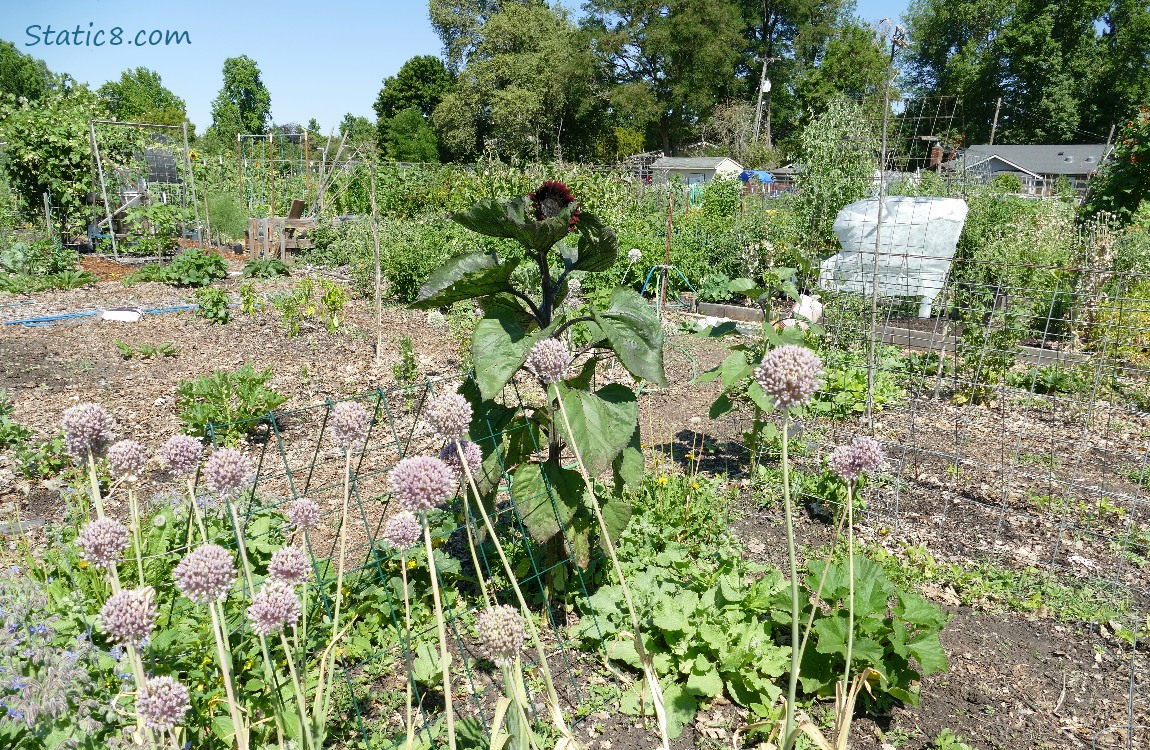 Garden plot