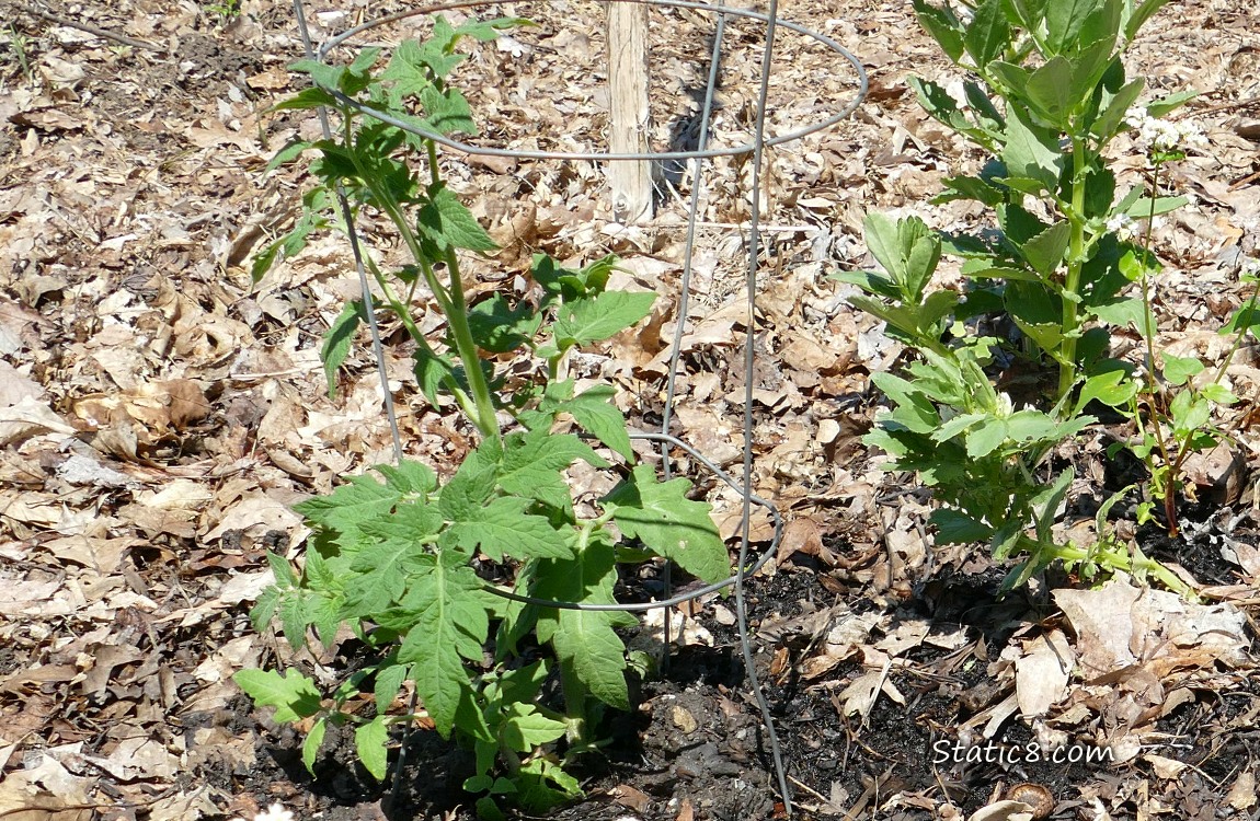 tomato plant