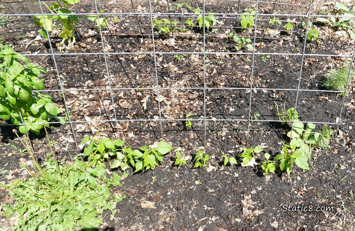 garden plot