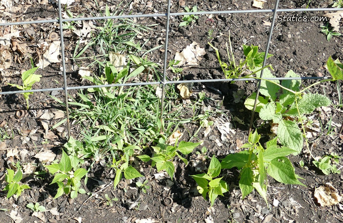 garden plot