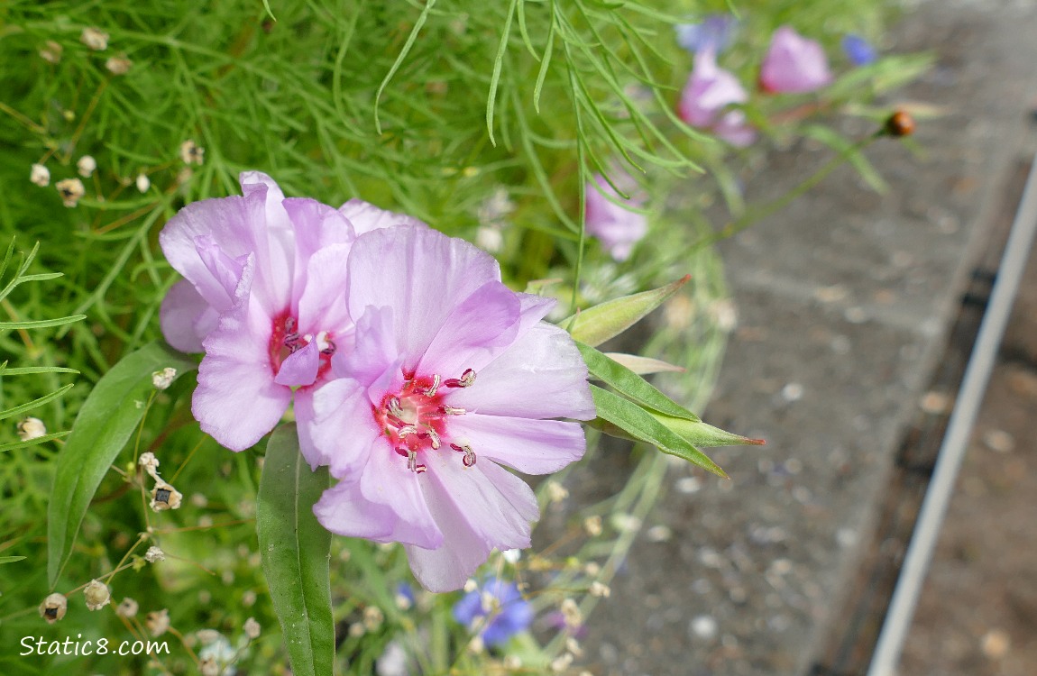 Pink flowers
