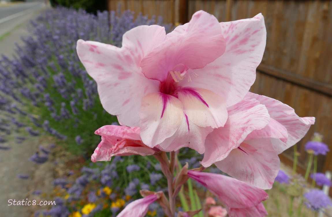 Pink Lily bloom