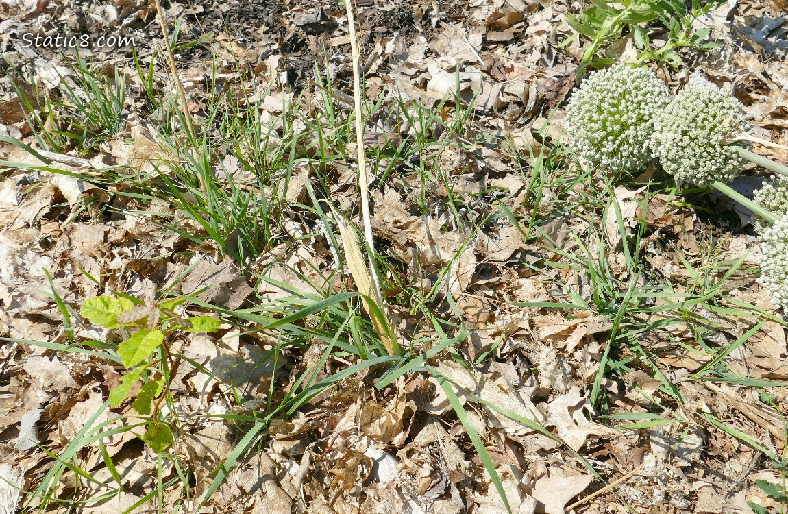 Garden plot