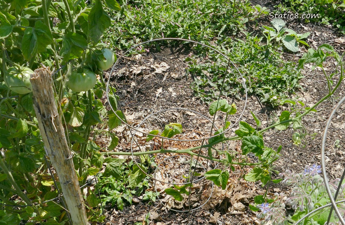 Tomato plant
