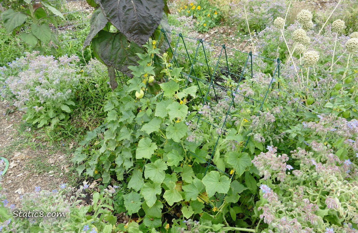 Garden plot