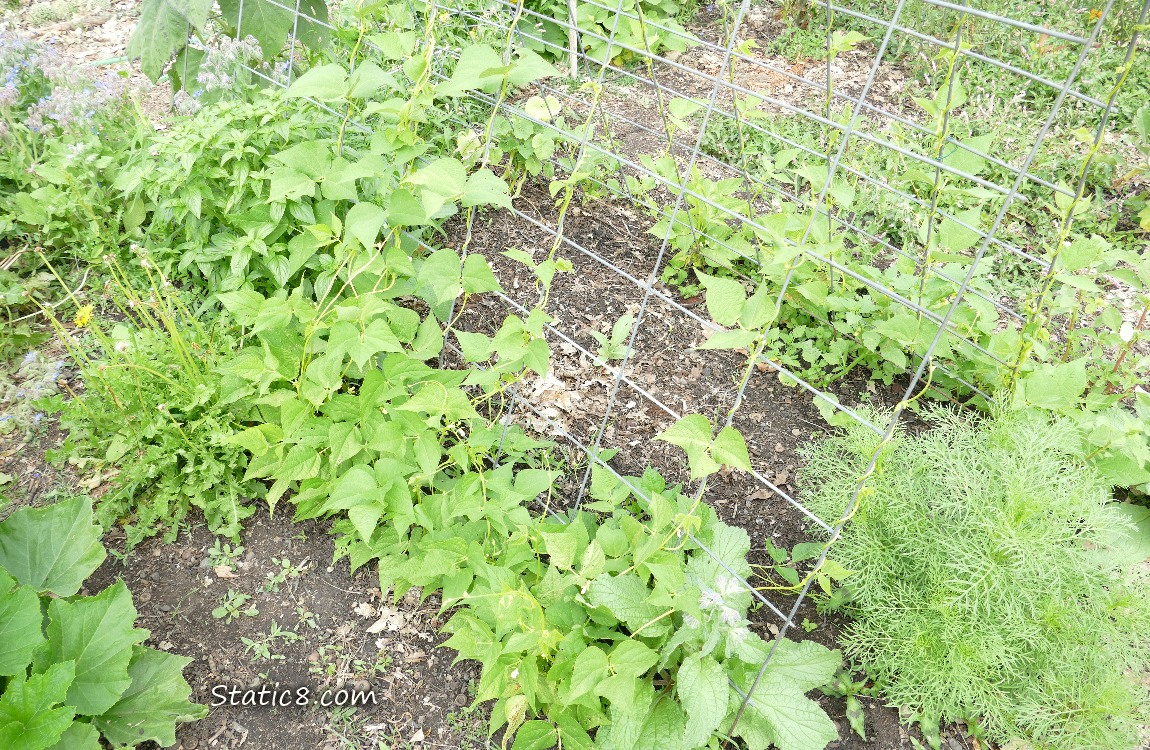 garden plot