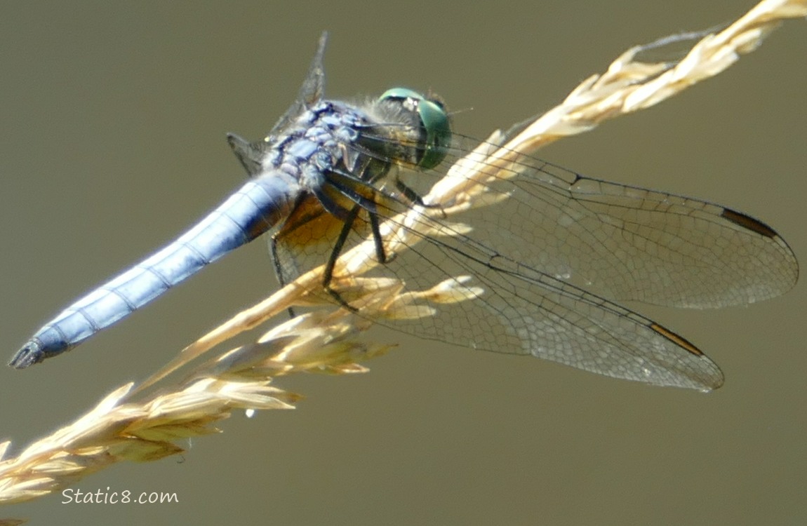 Dragonfly standing on a stalk of grass
