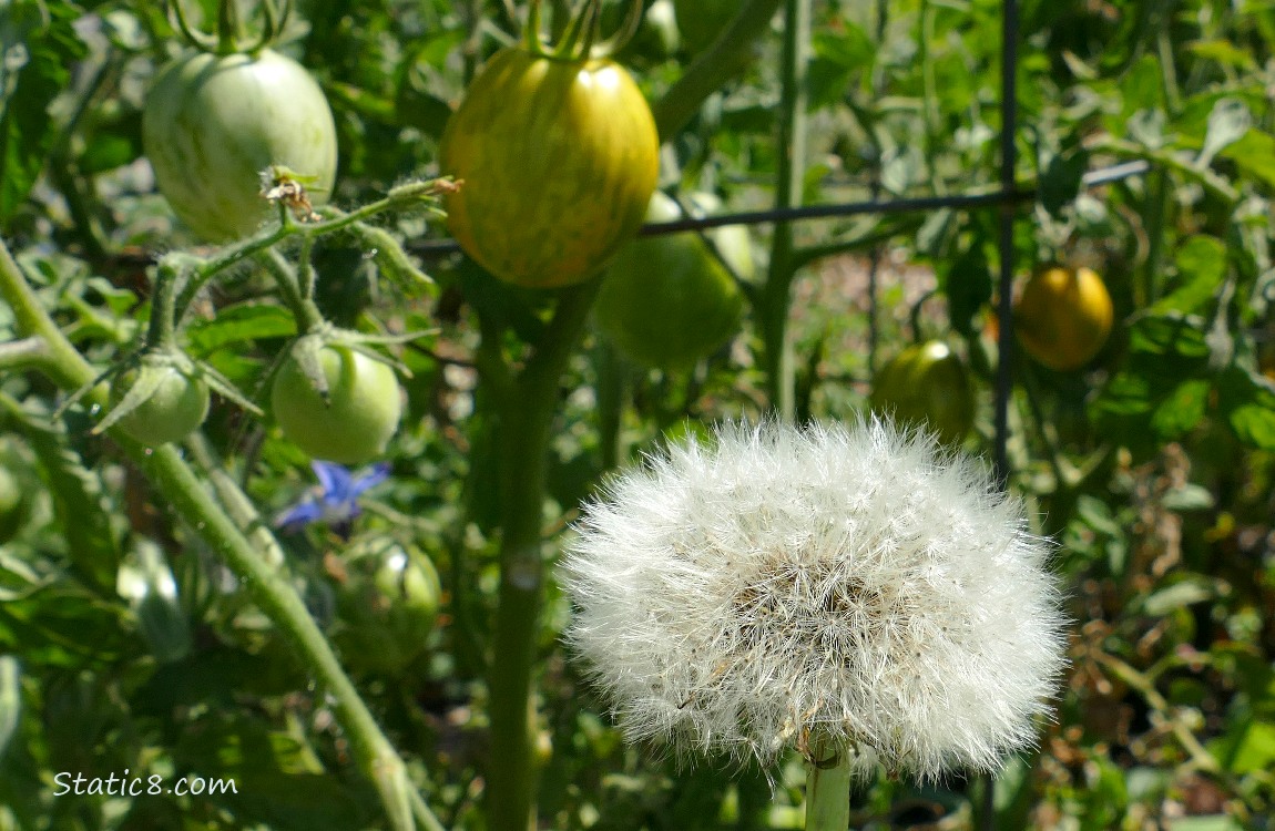Dandelion seed head in front of a tomato plant